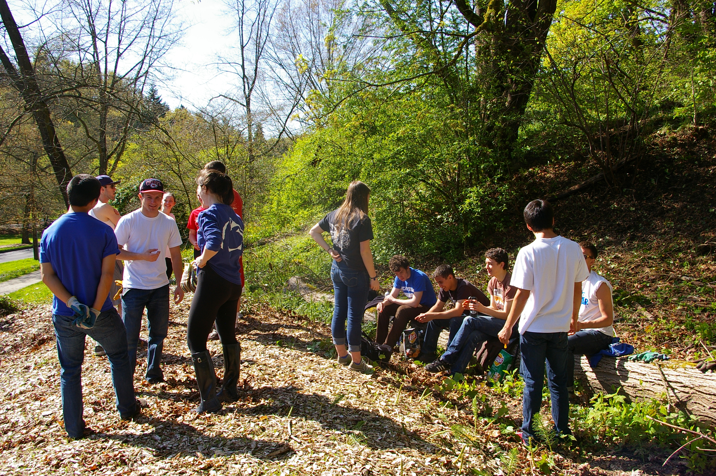 Seattle Prep students removing ivy in the hollies