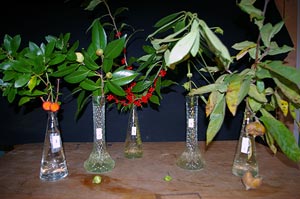 Selected cuttings from the Washington Park Arboretum for the 2nd half of October 2010