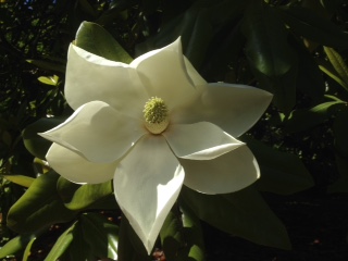 maggrandifloraflwr