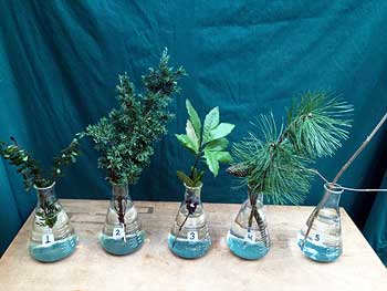 Selected cuttings from the Washington Park Arboretum, November 16 - 29, 2015