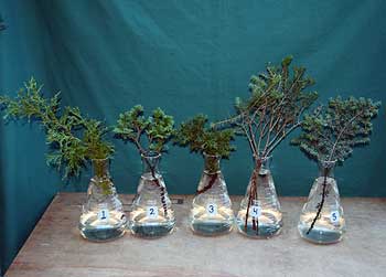 Selected cuttings from the Washington Park Arboretum (December 1 - 14, 2015)
