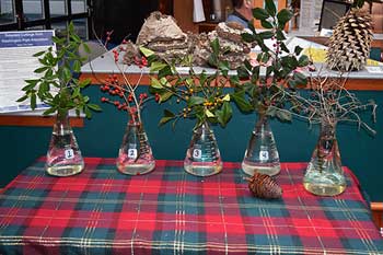 Selected cuttings from the Washington Park Arboretum (December 15 - 28, 2015)