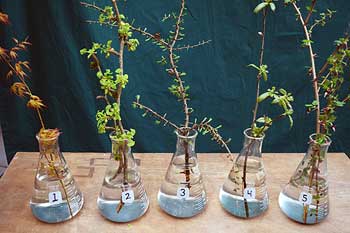 Selected cuttings from the Washington Park Arboretum, March 21, 2016 - April 4, 2016