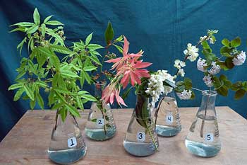 Selected cuttings from the Washington Park Arboretum, April 4 - 17, 2016