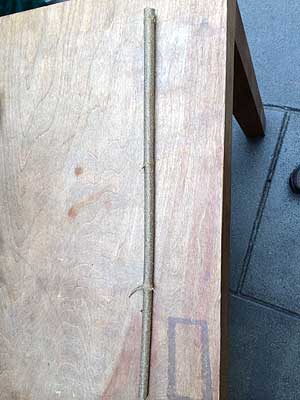 Photo demonstrating the straightness of Arrowwood stems and their usage in making arrows