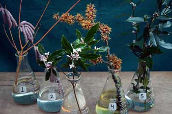 Selected cuttings from the Witt Winter Garden at the Washington Park Arboretum (January 11-24, 2016)