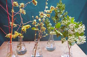 Selected cuttings from the Washington Park Arboretum (January 19-31, 2015)