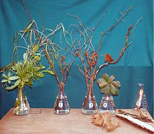 Selected cuttings from the Washington Park Arboretum (January 5 - 18, 2015)
