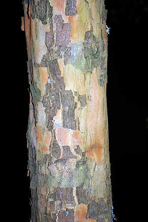 Photo of Acer buergerianum (Trident Maple) trunk