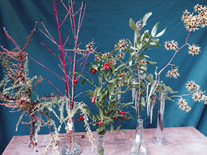 Selected cuttings from the Witt Winter Garden at the Washington Park Arboretum (January 6 - 19, 2014)