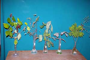 Selected cuttings from the Washington Park Arboretum (September 30 - October 13, 2013)