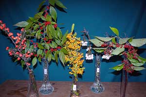 Selected cuttings from the Washington Park Arboretum (10/8/12 - 10/21/12)