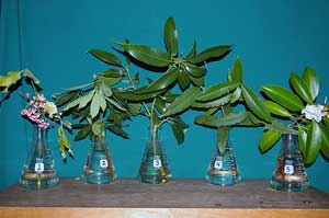 Selected cuttings from the Washington Park Arboretum (October 20 - November 2, 2014)