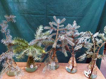 Selected cuttings from the Washington Park Arboretum (October 5 - 18, 2015)