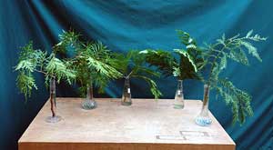 Selected cuttings from the Washington Park Arboretum (November 12 - 25, 2013)