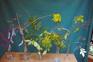 Selected cuttings from the Washington Park Arboretum for November 12-25, 2012