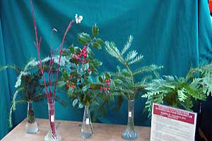 Selected cuttings from the Washington Park Arboretum (November 26 - December 9, 2012)