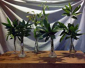 Selected cuttings from the Washington Park Arboretum (December 10-24, 2012)
