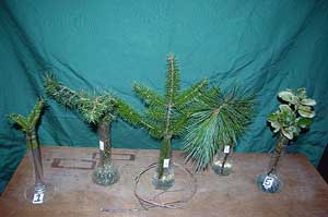 Selected cuttings from the Washington Park Arboretum (December 9 - 23, 2013)