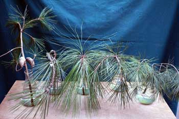 Selected cuttings from the Washington Park Arboretum, February 8 - 21, 2015