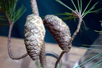 Close-up of cones from Pinus greggii