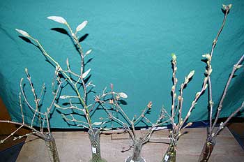 Selected cuttings from the Washington Park Arboretum (February 17 - March 2, 2014)