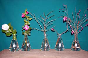 Selected cuttings from the Washington Park Arboretum (February 17 - March 1, 2015)