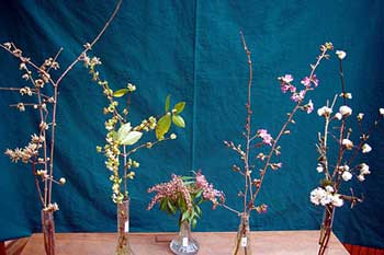 Selected cuttings from the Washington Park Arboretum (February 3 - 16, 2014)