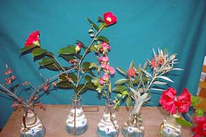 Selected cuttings from the Washington Park Arboretum (March 17 - 30, 2014)
