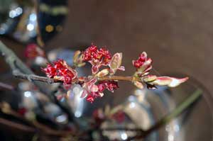 Close-up photo of the Acer rubrum (Red Maple) flowers