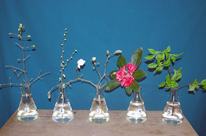 Selected cuttings from the Washington Park Arboretum (March 2 - 16, 2015)