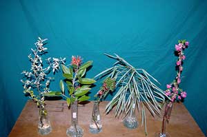 Selected cuttings from the Pacific Connections Garden at the Washington Park Arboretum (March 18 - 31, 2013)
