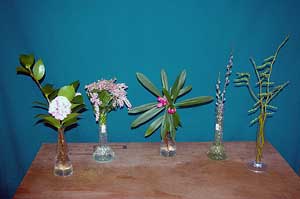 Selected cuttings from the Washington Park Arboretum (from March 4 - 17, 2013)
