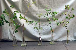 Selected cuttings from the Washington Park Arboretum (April 1-15, 2013)
