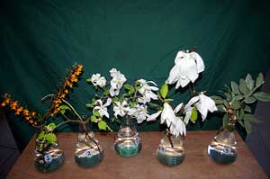 Selected cuttings from the Washington Park Arboretum (4/1/14-4/14/14)
