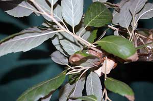 Close-up photo of <em>Quercus suber</em> (Cork Oak)