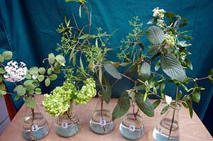 Selected cuttings from the Viburnum Collection at the Washington Park Arboretum (3/30/15-4/13/15)