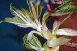 Close-up view of Kalopanax septemlobus (Prickly castor-oil tree)