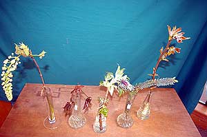 Selected cuttings from the Washington Park Arboretum (April 15 - 28, 2013)