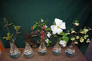 Selected cuttings from the Washington Park Arboretum (April 13 - 26, 2015)