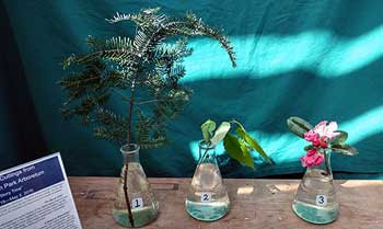 Selected cuttings from the Washington Park Arboretum, April 18 - May 2, 2016