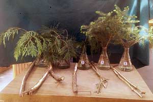 Selected cuttings from the Washington Park Arboretum (April 27 - May 10, 2015)