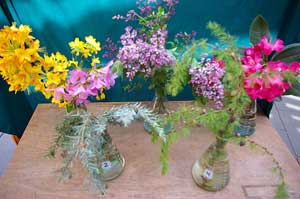 Selected cuttings from the Washington Park Arboretum (April 28 - May 11, 2014)