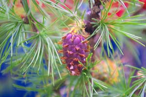 Close-up photo of newly-forming female cone on <em>Larix decidua</em>