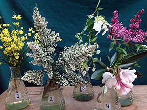 Selected cuttings from the Washington Park Arboretum (May 11-24, 2015)