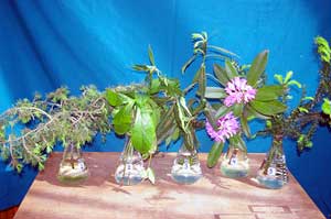 Selected cuttings from the Washington Park Arboretum (May 12 – May 25, 2014)