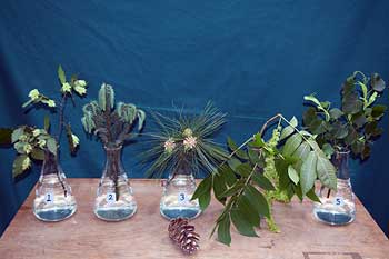 Selected cuttings from the Washington Park Arboretum (May 16 - 30, 2016)