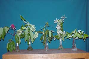 Selected cuttings from the Washington Park Arboretum (May 21 - June 4, 2012)
