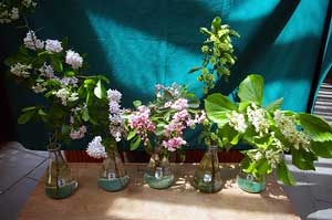 Selected cuttings from the Washington Park Arboretum (May 27 - June 8, 2014)