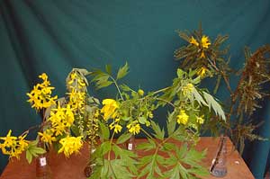 Selected cuttings from the Washington Park Arboretum for May 7 - 21, 2012